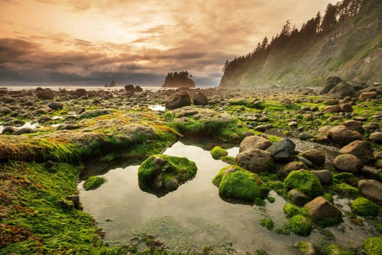 Noord-West Amerika - Getijdenpoelen en rotspunten Olympic National Park Washington
