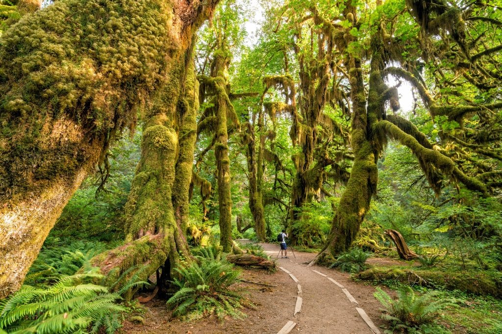 Wandelpad door Hoh Rainforest Olympic National Park Washington