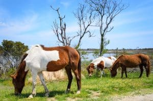 Wilde paarden grazend op Assateague Island Maryland