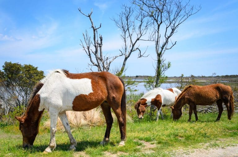 Wilde paarden grazend op Assateague Island Maryland