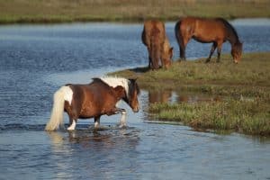 Wilde paarden in ondiep water op Assateague Island Maryland