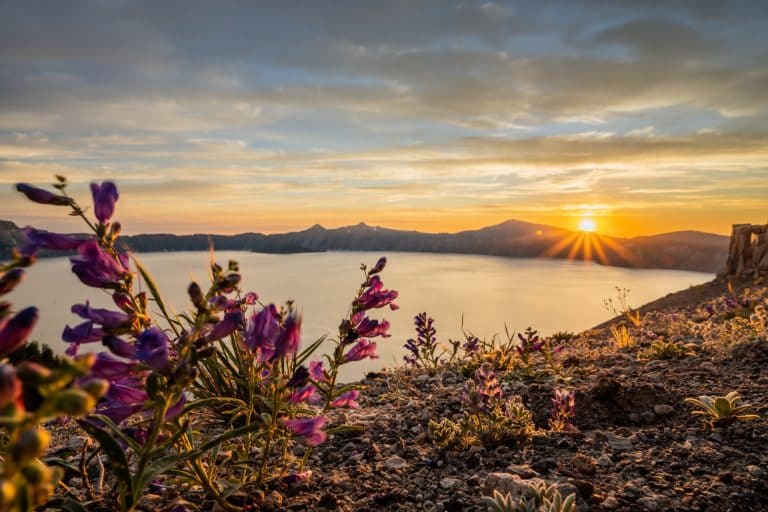 Bloemen bij zonsondergang in Crater Lake National Park, Oregon (de ruige rust van noordwest amerika)