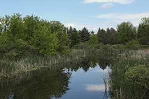 Grand Forks North Dakota bosrijke vijver