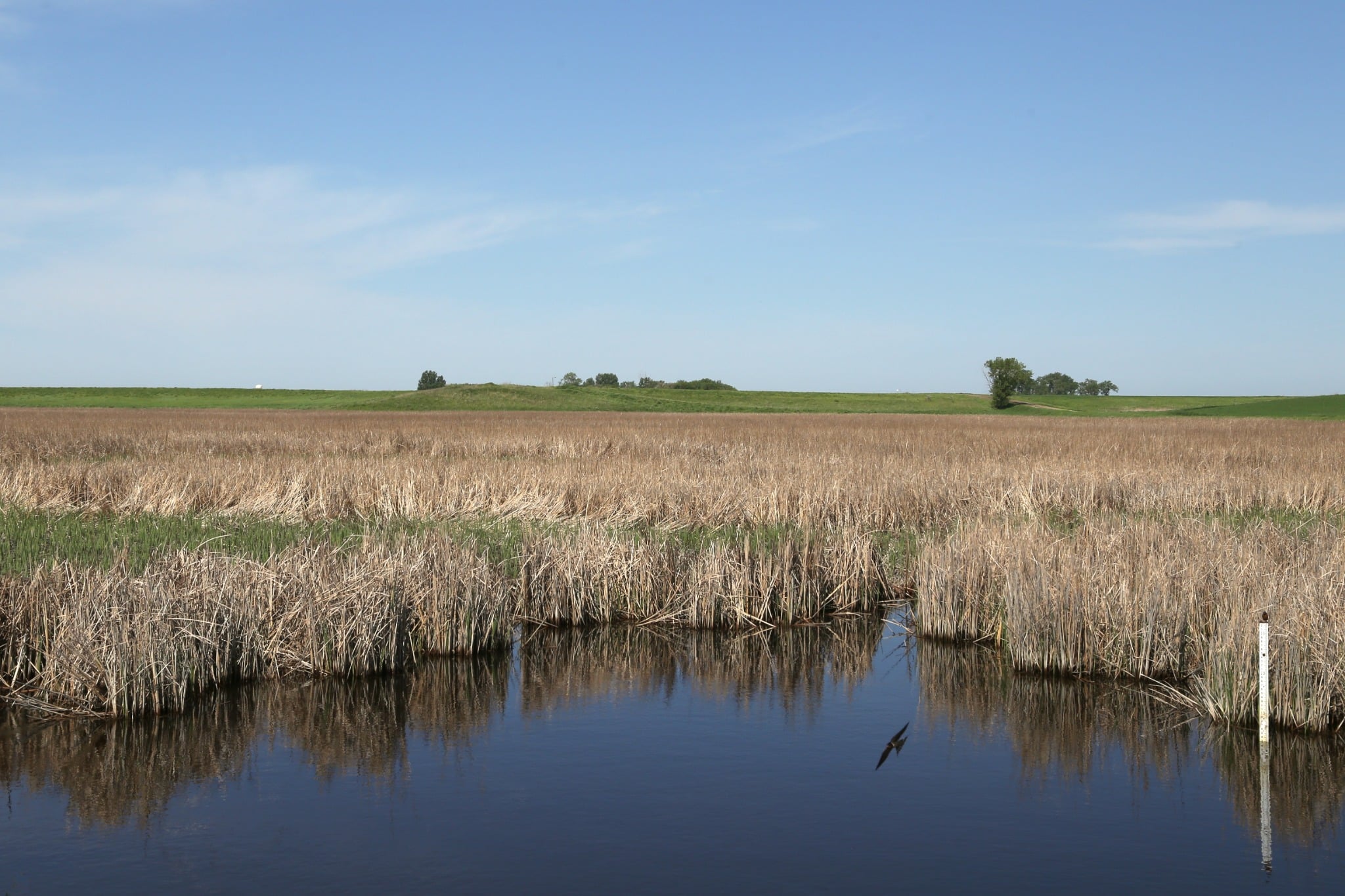Grand Forks North Dakota moerasland met rietvelden