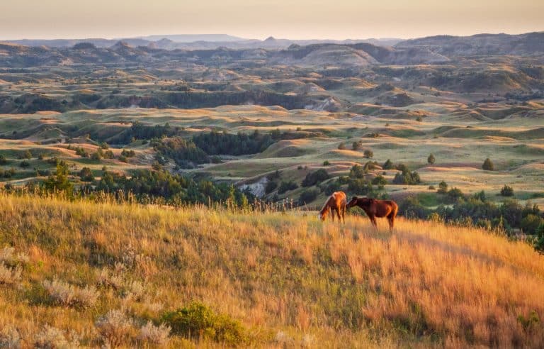 Medora North Dakota Badlands met wilde paarden