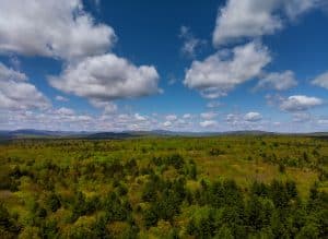 groene bossen in Pocono Mountains Pennsylvania