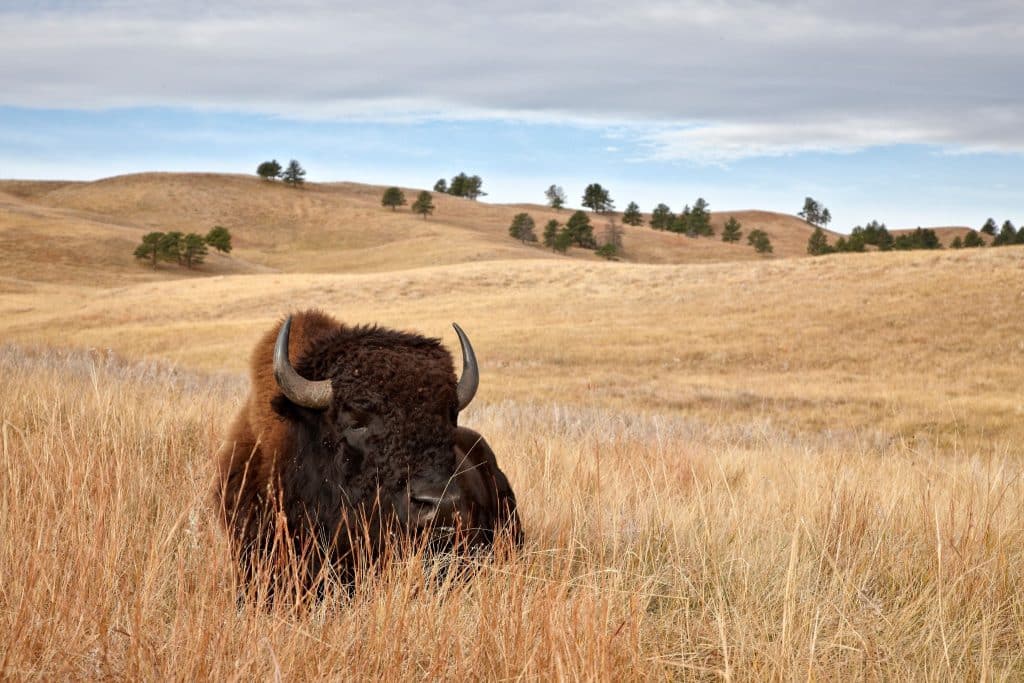 Bizon in Custer State Park South Dakota