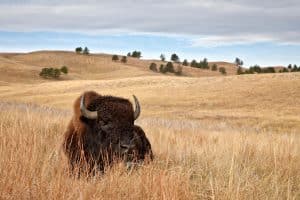 Bizon in Custer State Park South Dakota