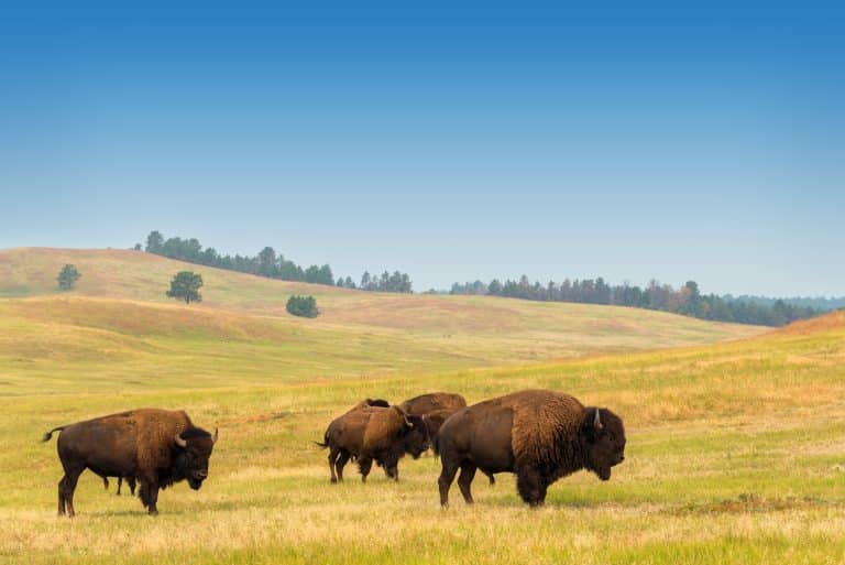 Bizon in Custer State Park South Dakota