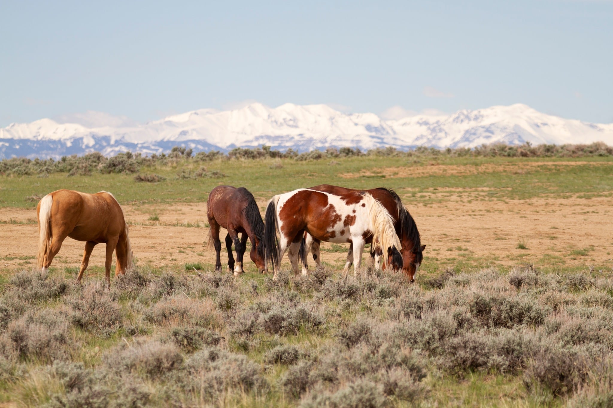 Wilde paarden in Cody Wyoming met bergen op de achtergrond