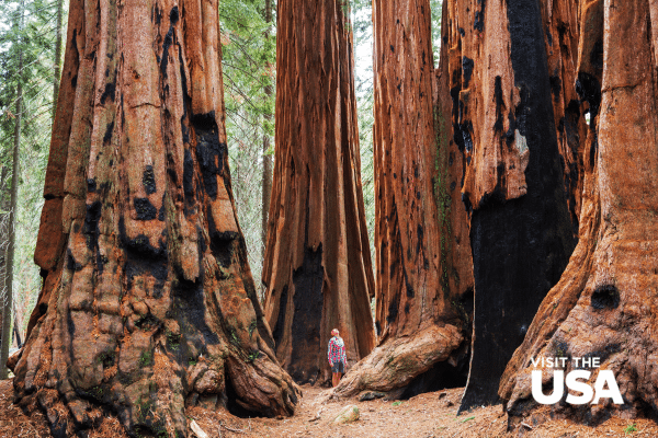 Sequoia & Kings Canyon National Park – Californië