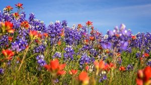Bluebonnets in Fredericksburg Texas in bloei