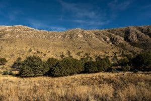 Droog grasland en bomen in Guadalupe Mountains National Park, Texas