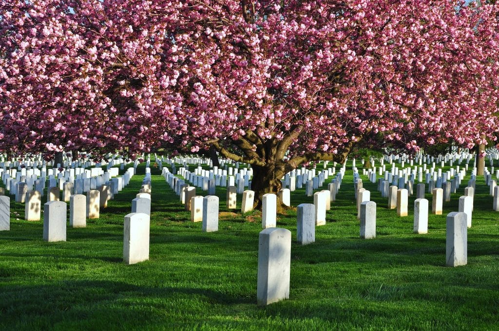 Bloeide kersenboom op Arlington National Cemetery, Virginia