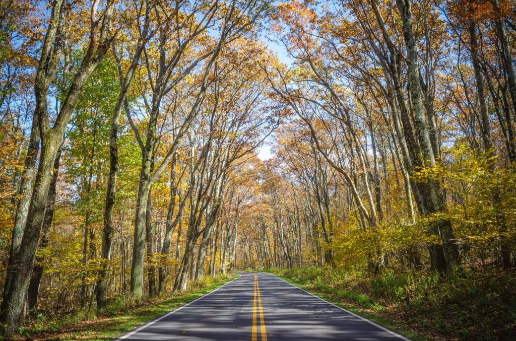 Weg door bos in Shenandoah National Park