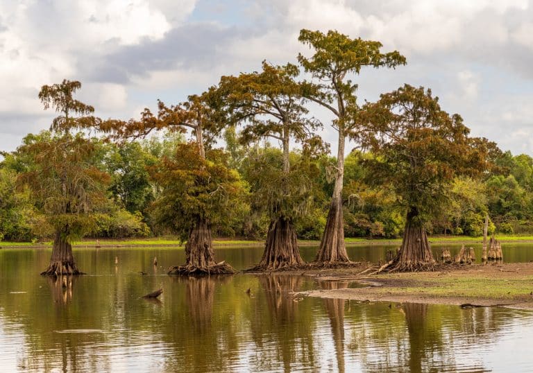 Cypressbomen in moerasgebied bij Baton Rouge, Louisiana