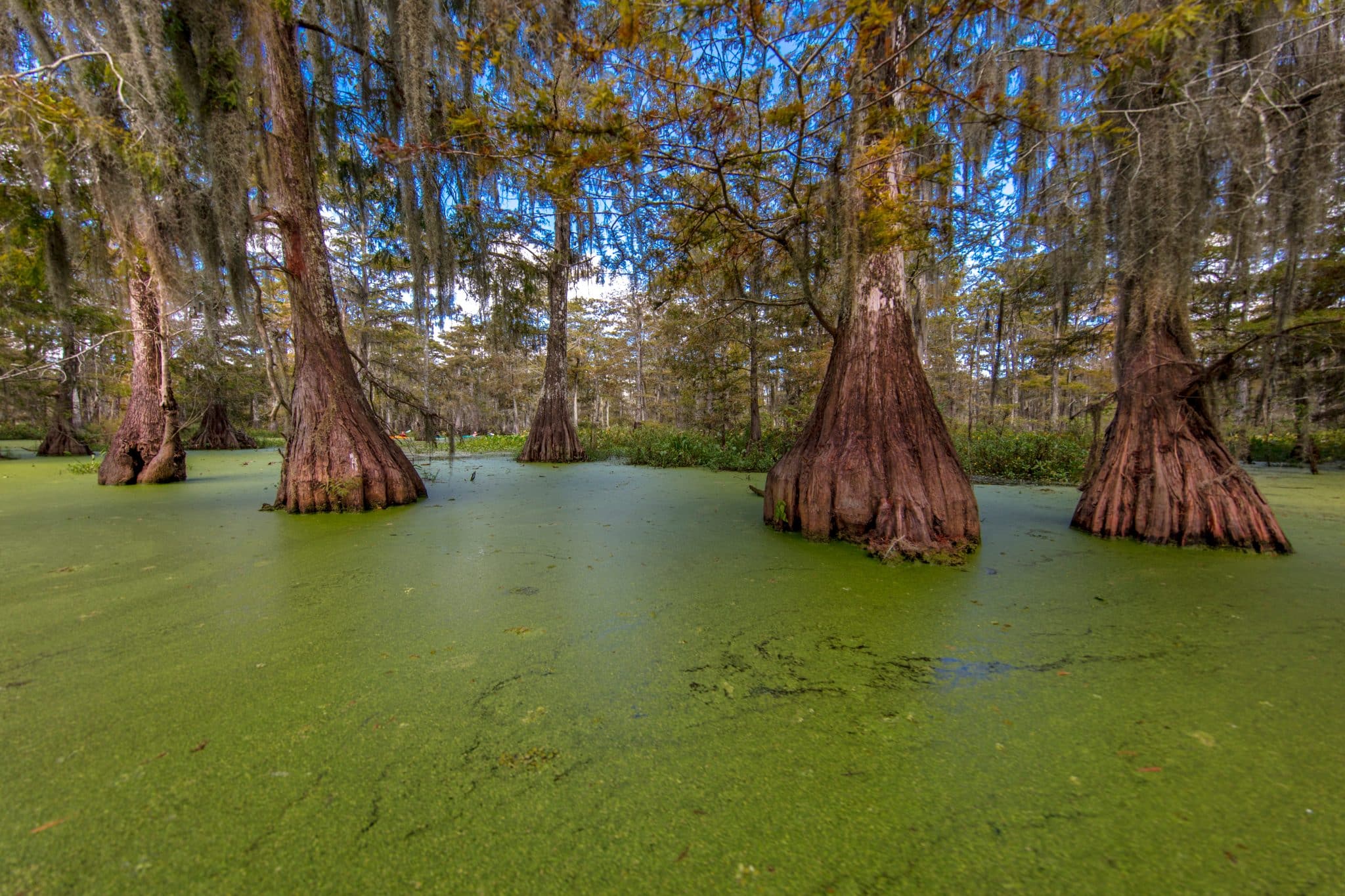 Moeras met cipressen in Lafayette, Louisiana