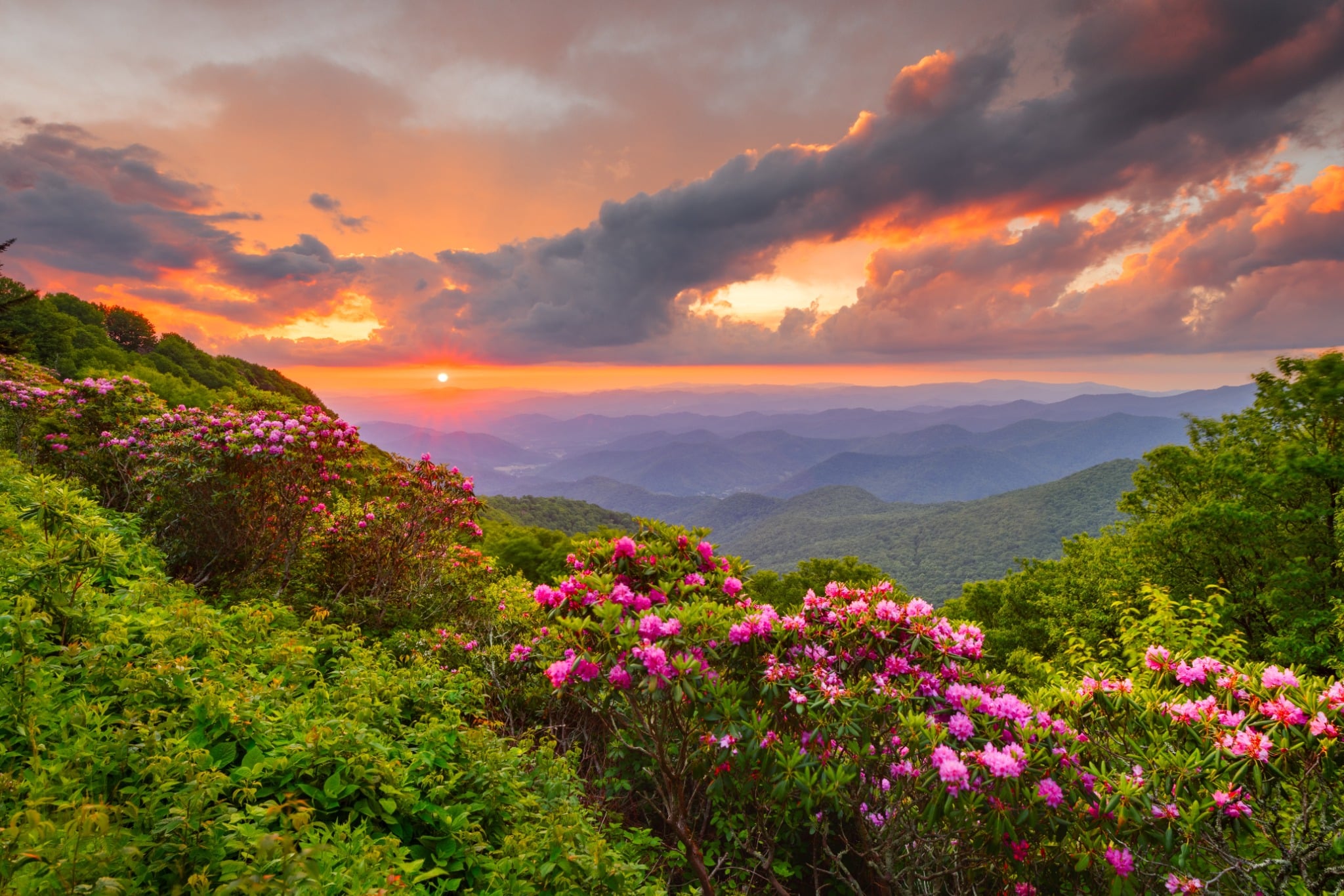 Zonsondergang Blue Ridge Mountains met bloeiende rododendrons in New Jersey