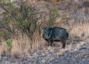 Peccary in Big Bend National Park Texas