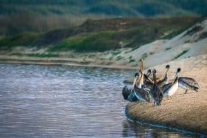 Pelikanen op strand Big Bend National Park Texas