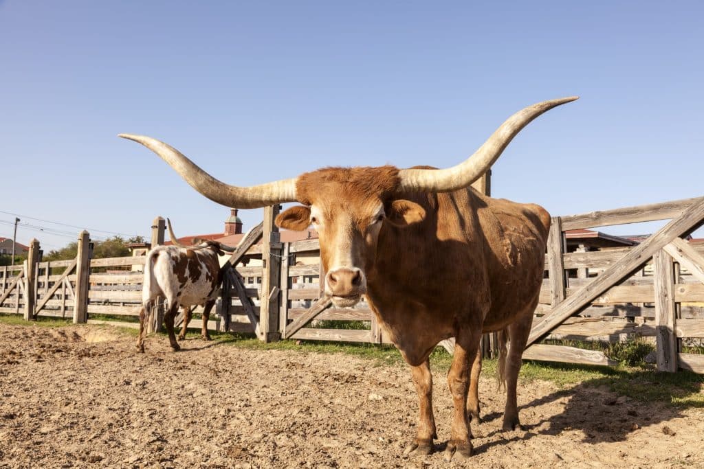 Texas Roadtrip 15-daagse autorondreis – Lone Star State