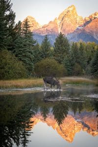 Eland bij water in Grand Teton National Park Wyoming