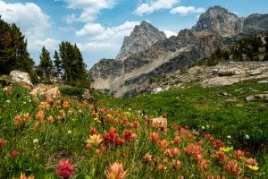 Wilde bloemen Grand Teton National Park Wyoming