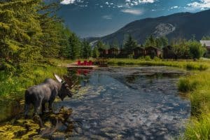 Eland bij vijver Jackson Wyoming