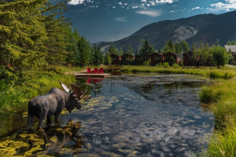 Eland bij vijver Jackson Wyoming