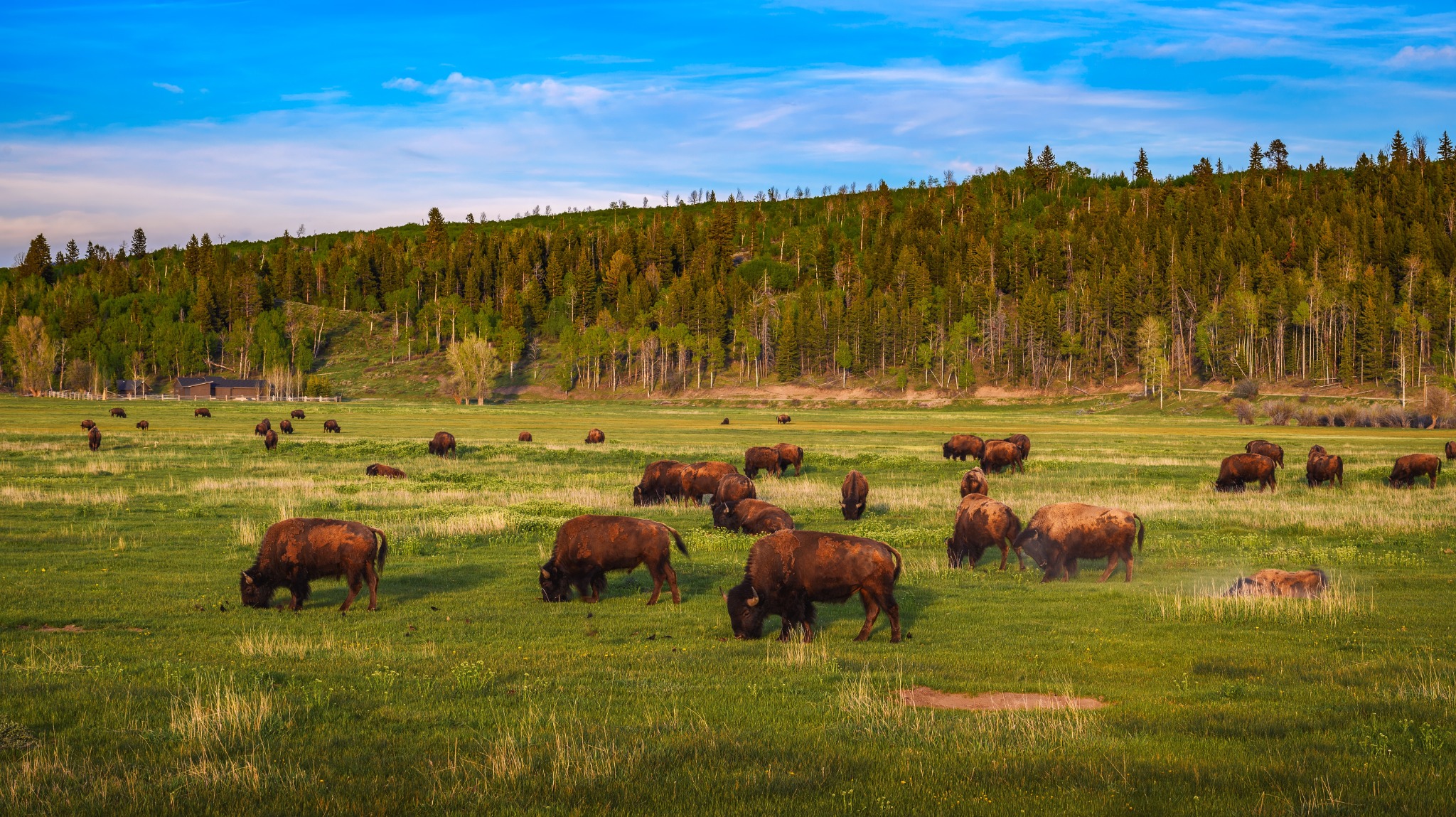Grazende bizons in Teton Village National Park Wyoming