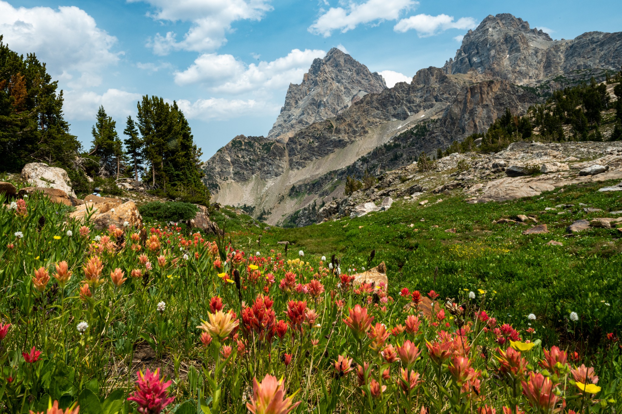 Wilde bloemen Teton Village National Park Wyoming