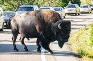 Bizon steekt weg over in Yellowstone National Park