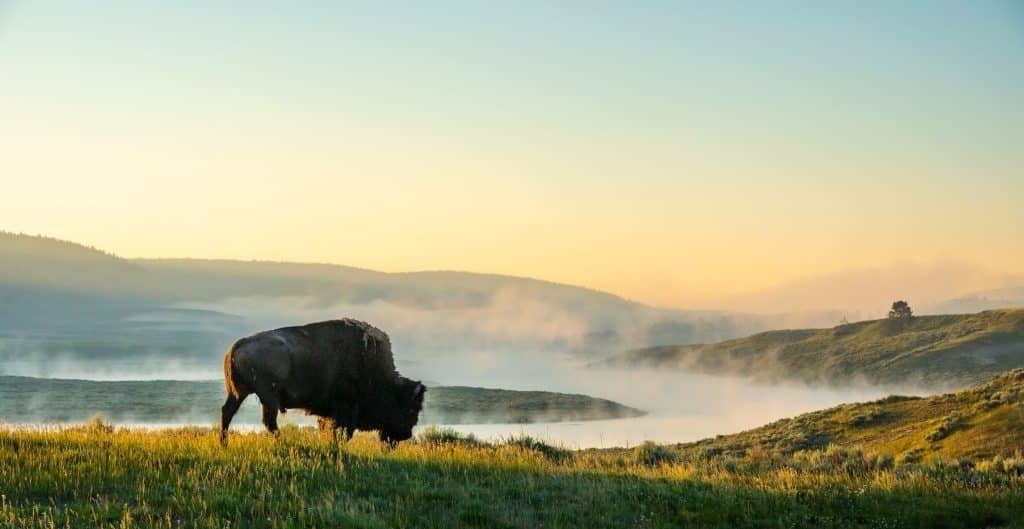 Bizon in ochtendnevel in Yellowstone National Park