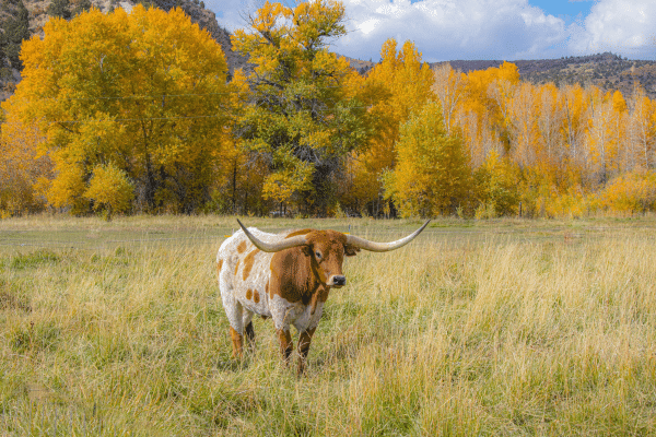 Texas rondreis tips voor natuurparken