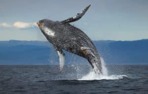 Bultrugwalvis bij Monterey in Californië springt uit het water