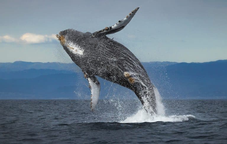 Bultrugwalvis bij Monterey in Californië springt uit het water