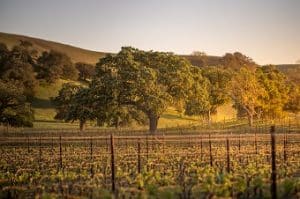 Wijngaard in Santa Ynez, Californië bij zonsondergang