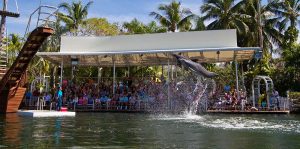 Dolfijnenshow bij Theater of the Sea in Islamorada, Florida