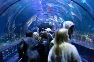 Aquariumtunnel in SeaWorld Orlando, Florida