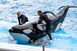 Orka en trainers in SeaWorld Orlando, Florida