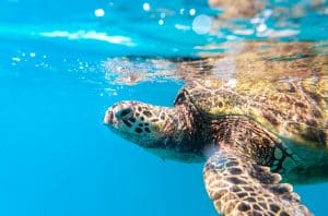 Schildpad zwemmen tijdens snorkelen bij Waikiki, Hawaii