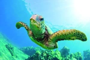 Schildpad zwemt tijdens snorkelen in Waikiki, Hawaii