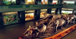 Olifanten tentoonstelling in het Museum of Natural History, New York