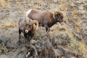 bighorn sheep in Yellowstone