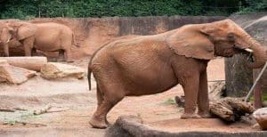 Olifanten in de Atlanta Zoo, Georgia, USA