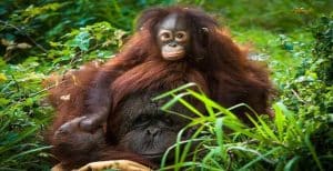 Orang-oetang en jong in de natuur, zichtbaar in het Houston Zoo