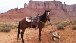 Paard voor een rit in Monument Valley, Utah
