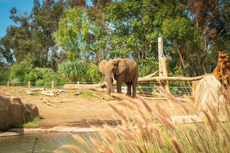 Olifant in San Diego Zoo Californië