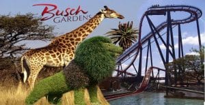 Giraffe en achtbaan in Busch Gardens Tampa, Florida
