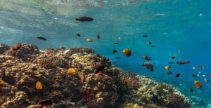 Molokini and Turtle Arches Snorkel